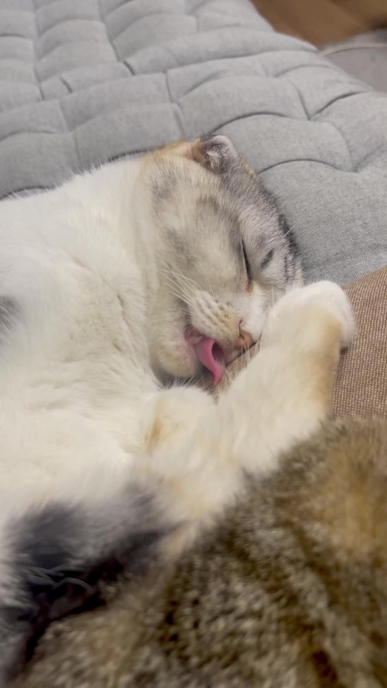 寝ている三毛猫