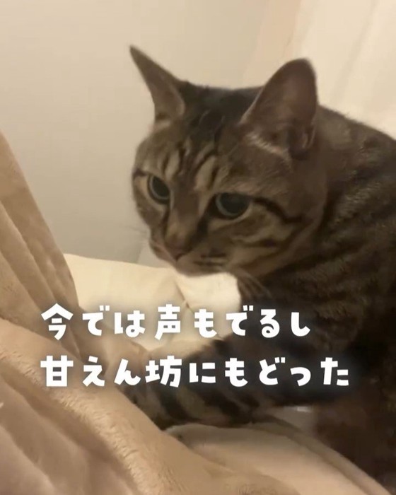 毛布をフミフミする猫