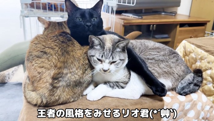 くっつく猫と顔を上げる黒猫