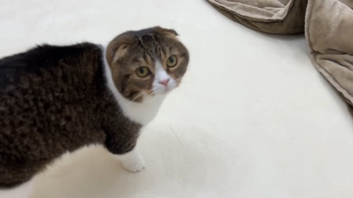 コタツに誘導するぽこ太郎くん