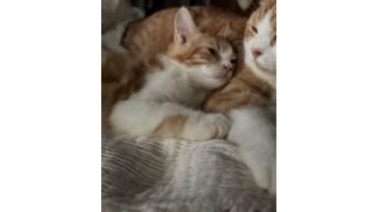寝ている猫たち