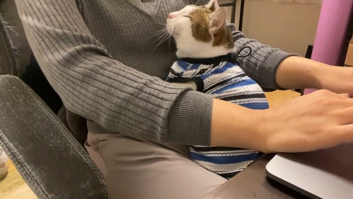 ひざの上に座る猫