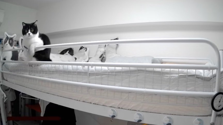 ベッドの上でくつろぐ猫