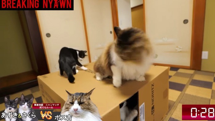 段ボール箱の上にのる黒白猫と茶白猫