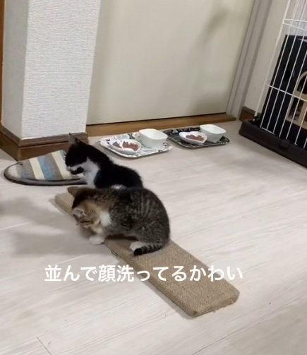 並んで毛づくろいをしているキジ白の子猫と白黒の子猫
