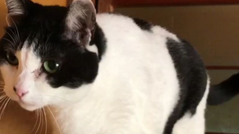 タンスの上にいる猫