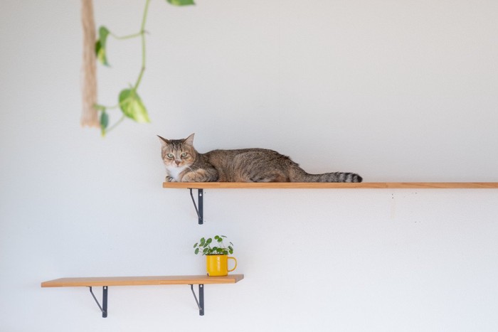 キャットウォークの猫