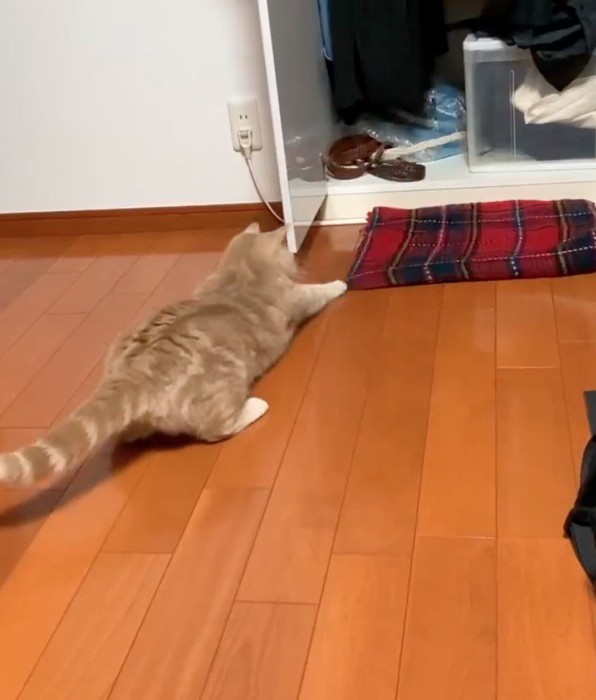 ストールにパンチする猫