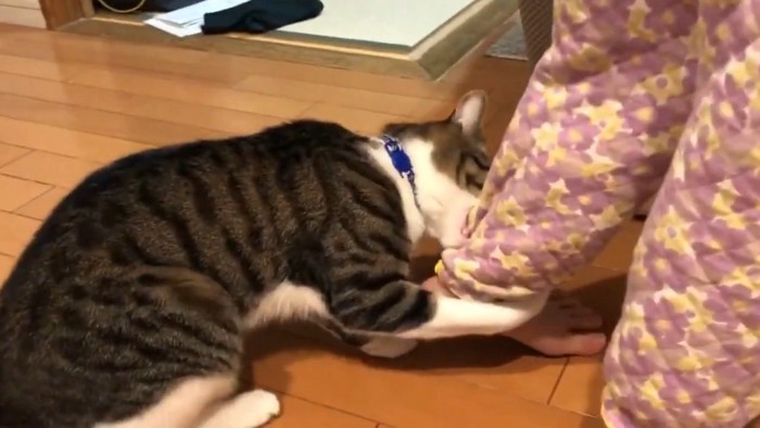 足に噛みつく猫
