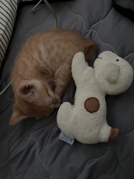 ぬいぐるみと眠る猫