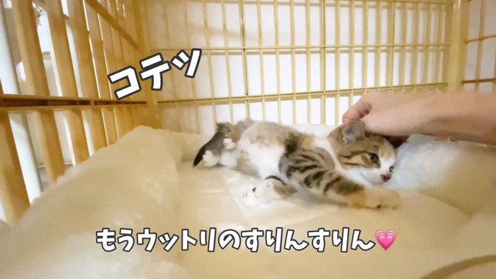 なでられる子猫