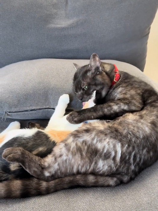 黒猫に毛づくろいされる三毛猫