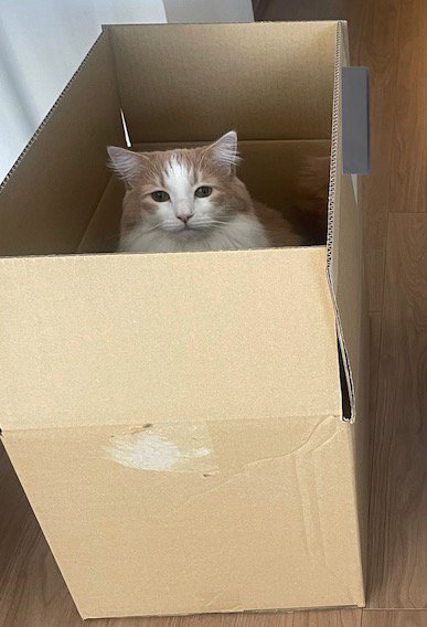 ダンボールに入る猫