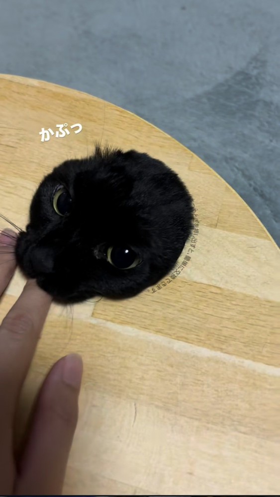 爪とぎボウルの箱の穴から顔を出してママの指を甘噛みする黒トラ猫