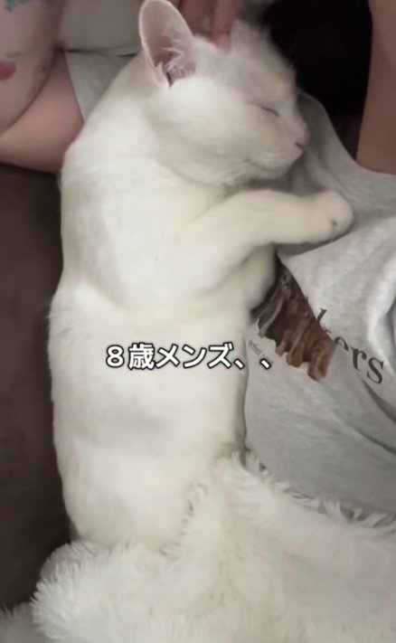 気持ちよさそうな猫