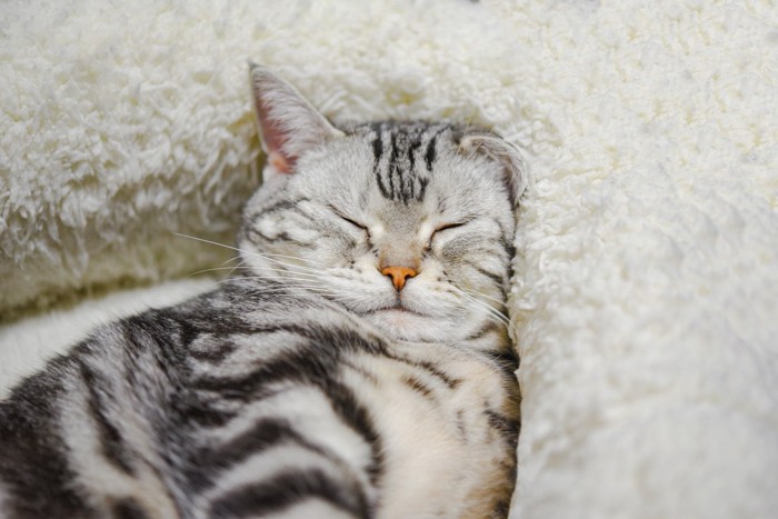 幸せそうに眠る猫のアップ