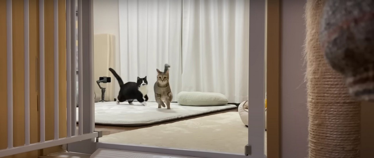 走っている猫%％飼い主さんを探しに走るうーちゃん