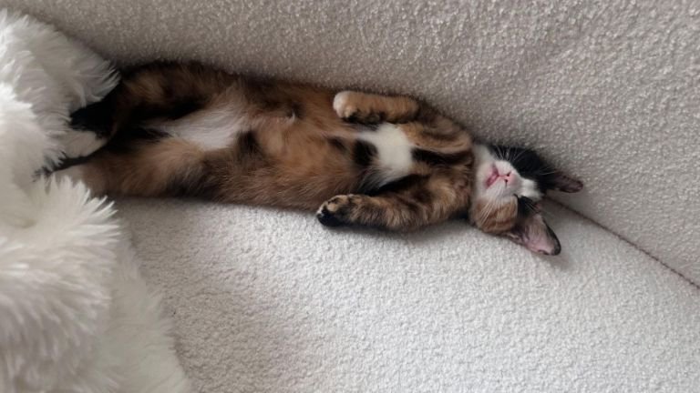 ソファで眠る猫