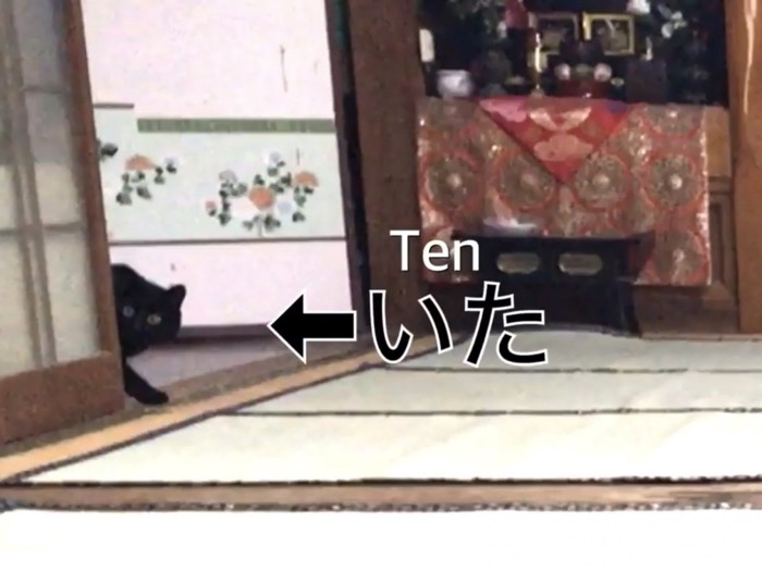 扉の陰に身をひそめる黒猫