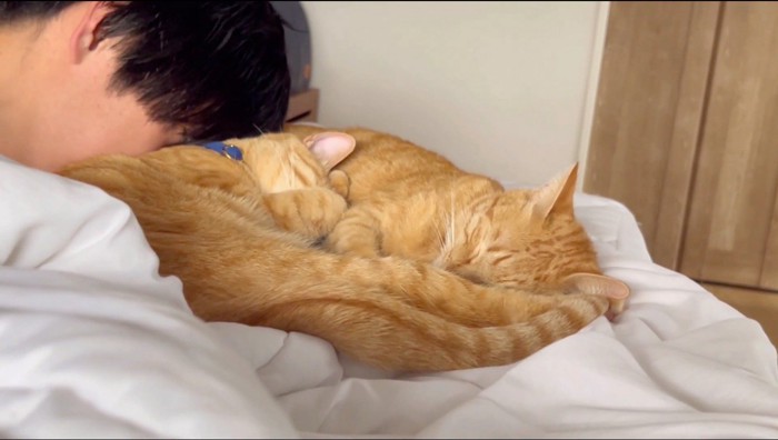 身を寄せ合って眠る2頭の猫に顔を薄める男性