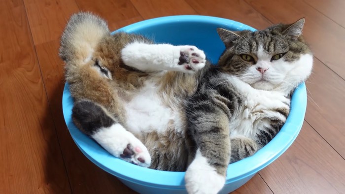 タライに入る猫