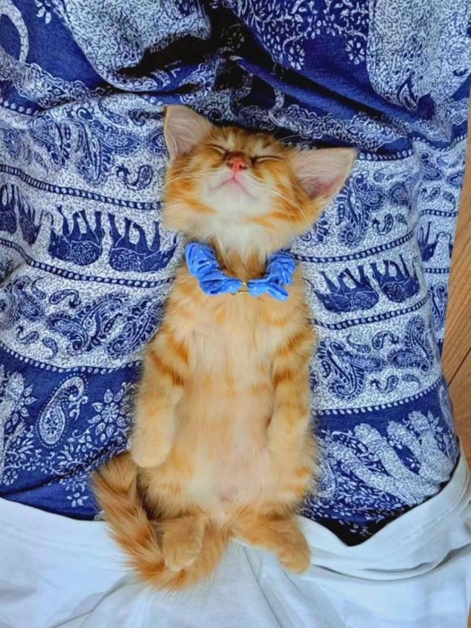 仰向けで寝る猫