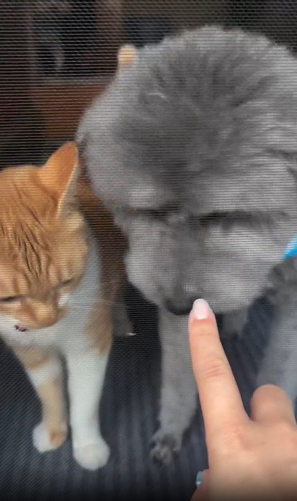 並んで座る犬と子猫