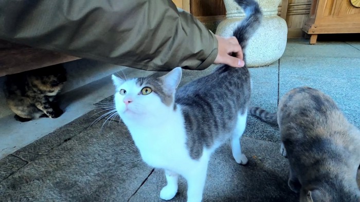 なでさせてくれた子猫