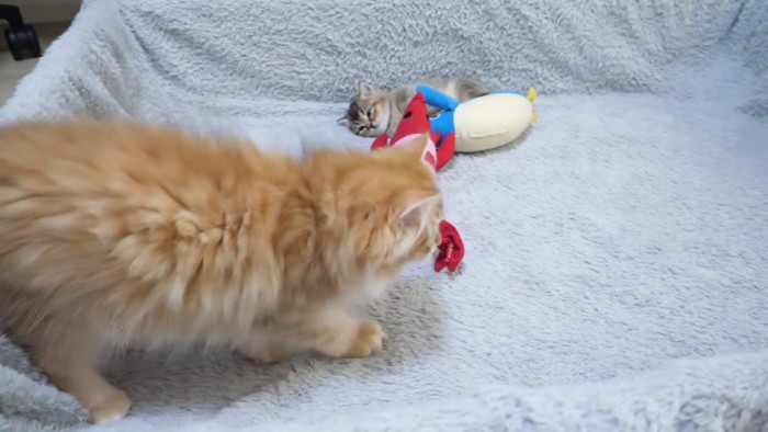子猫とぬいぐるみに近づく兄猫