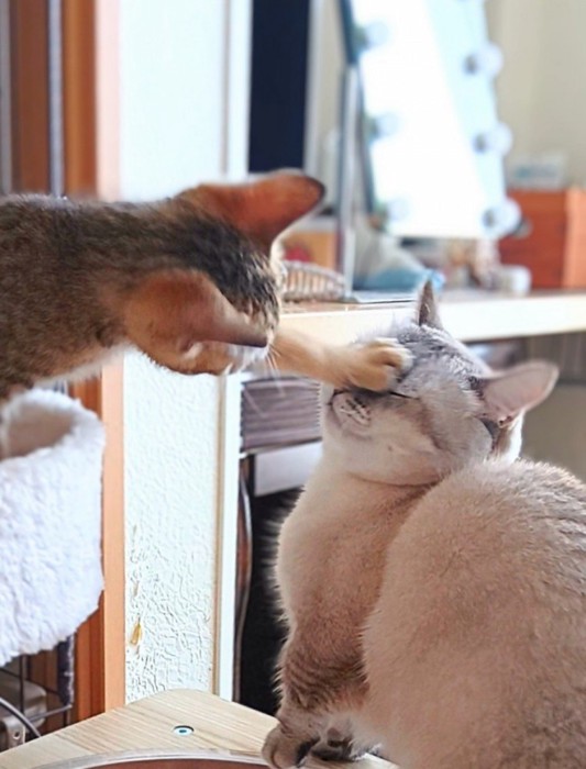 成猫に猫パンチする子猫