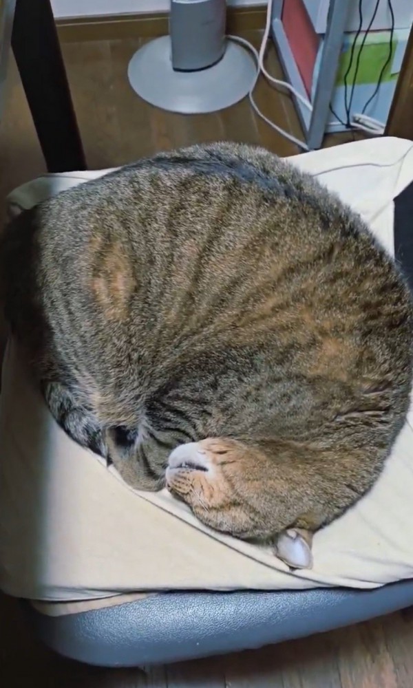 イスの上で気持ち良さそうに眠る猫