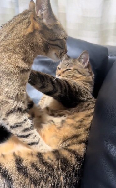 体重をかけてキジトラ猫のお腹をもみもみするベンガル猫