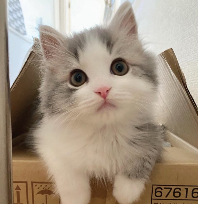 段ボールの中から上半身を出している子猫