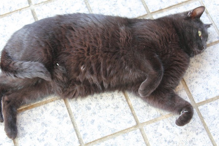 ぽっちゃりした黒猫