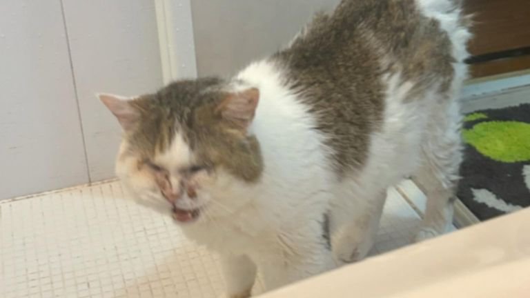 お風呂場にいる猫