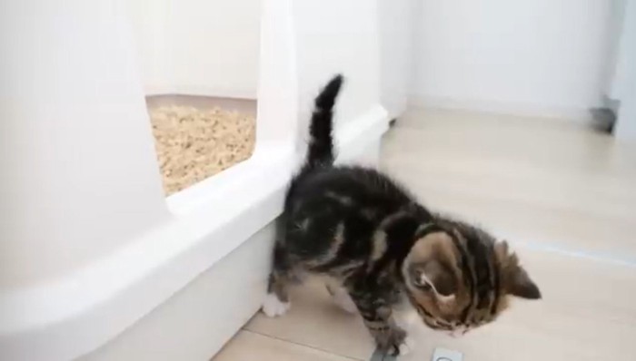 トイレから出た子猫