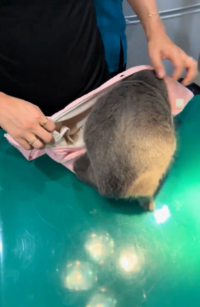 頭を入れる猫