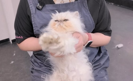 抱きかかえられる猫