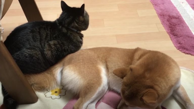 座っている猫と犬