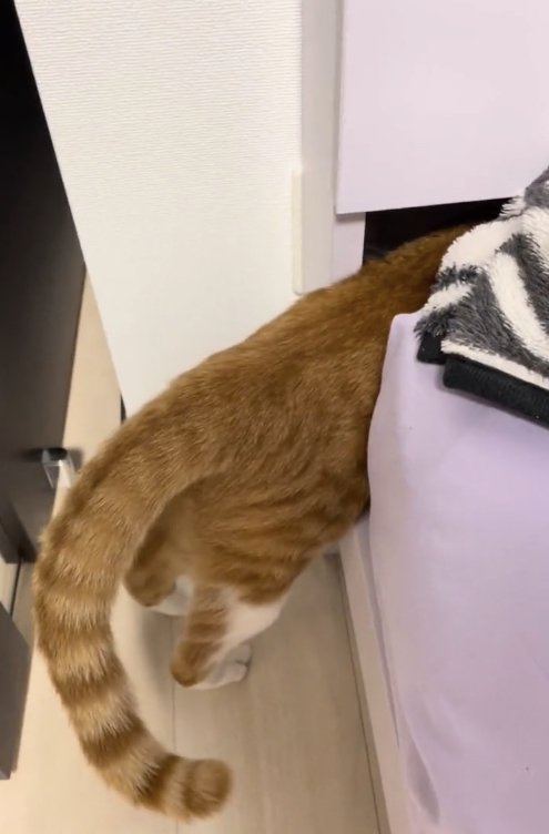 上半身をベッドの隙間にねじ込んだ猫（アングル上から）