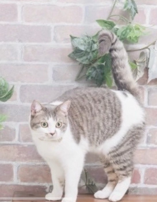 緊張しているノリスちゃん