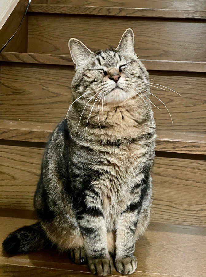 目をつむってお座りする猫