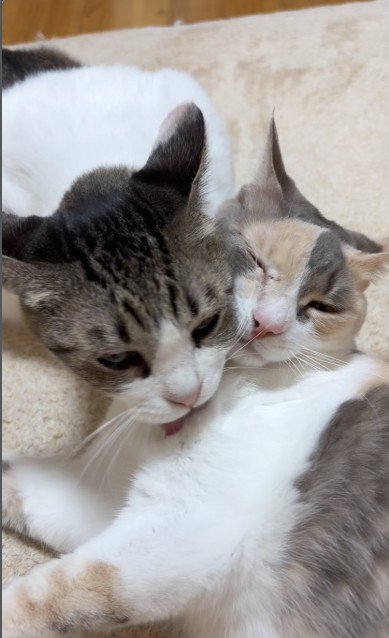毛づくろいをしている猫とされている猫