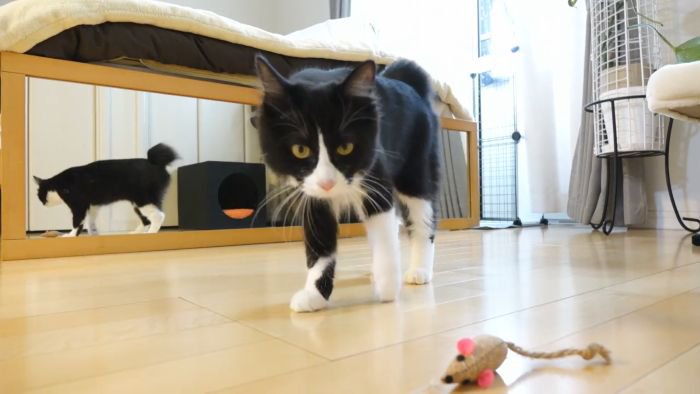 ネズミで遊ぶチコちゃん2