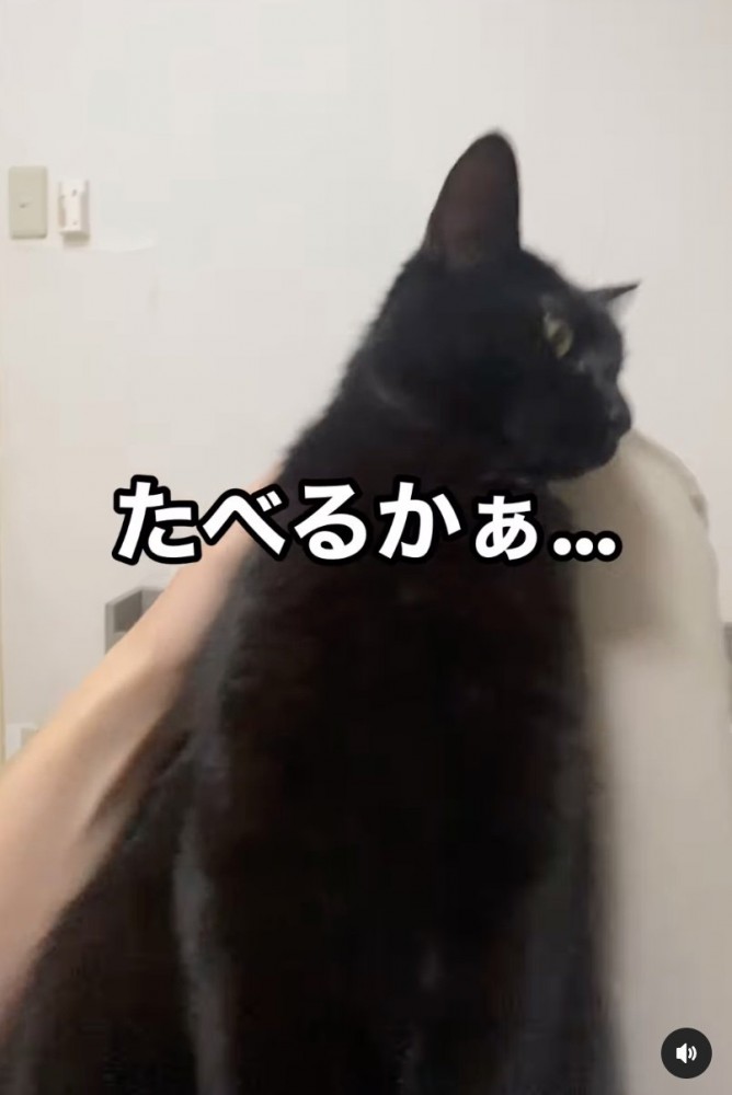 顔を背ける猫