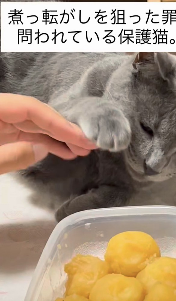 手で阻止される猫