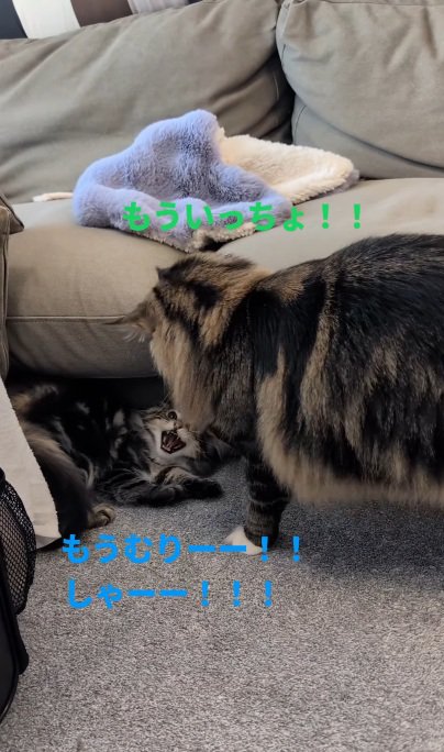 子猫に近寄る先住猫