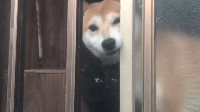 窓際にいる猫と犬