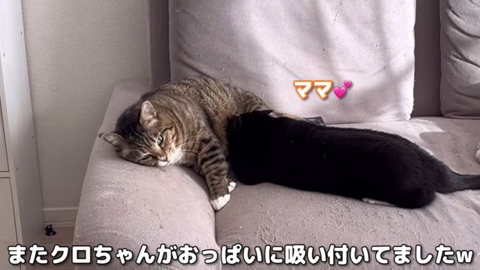 ほたてをママだと思うクロちゃん