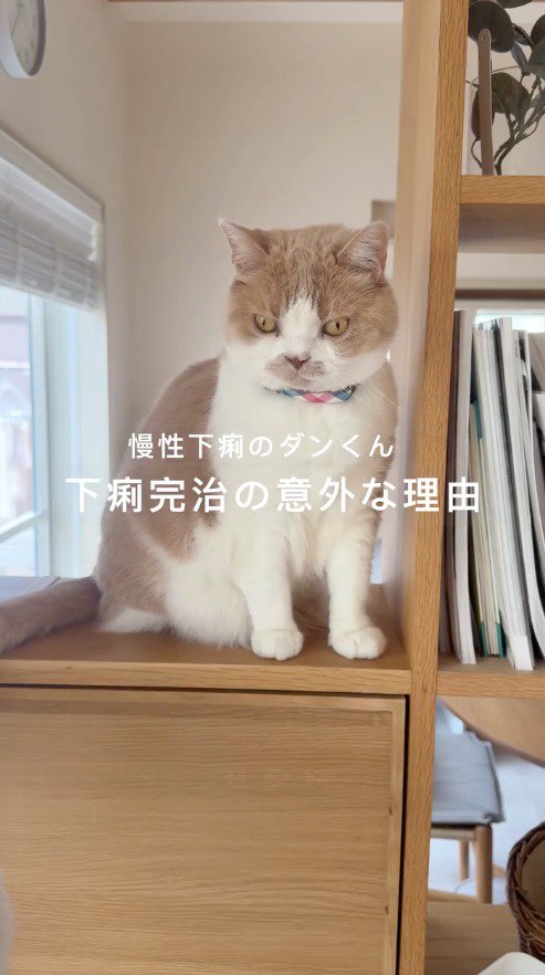 棚の上に乗っている猫